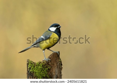 The great tit (Parus major) is a passerine bird in the tit family Paridae. Royalty-Free Stock Photo #2405611821