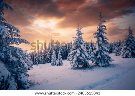 Awesome winter landscape with spruces covered in snow. Location place Carpathian mountains, Ukraine, Europe. Perfect photo wallpapers. Happy New Year concept. Discover the beauty of world.