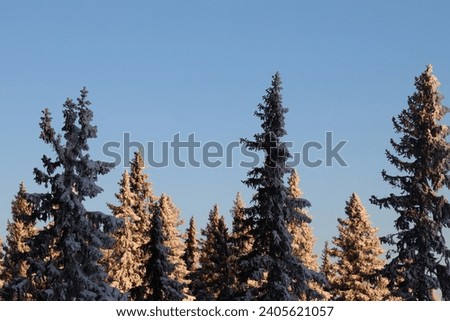 Tops of pine trees. Winter forest, tree trunks. Cold pine, highest borders.