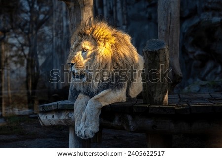 Close up photo of Panthera leo lion (Panthera leo leo) in ZOO Olomouc, Czech republic.