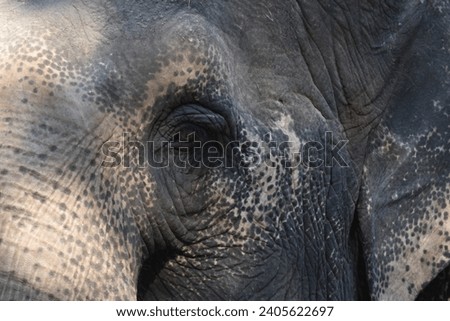 Lucy the Elephant eye closeup