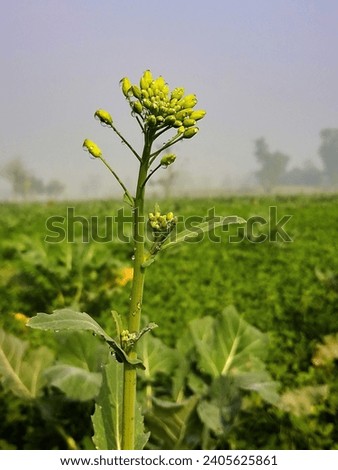 The picture is showing the mustard plant that is very common vegetable of winter season in indian subcontinent. It is also used to obtain the mustard oil. It also has health benefits. 