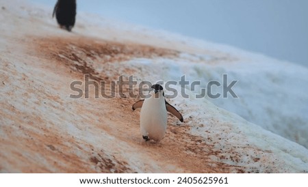 A cute penguin walking on the penguin highway in Antarctica.