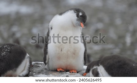 A young penguin standing between two other penguins on a rocky surface in Antarctica, with its white belly and grey back molting.