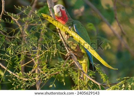Cuban amazon, Cuban parrot, rose-throated parrot - Amazona leucocephala eating on tree at green background. Phot from Playa Larga in Cuba.	