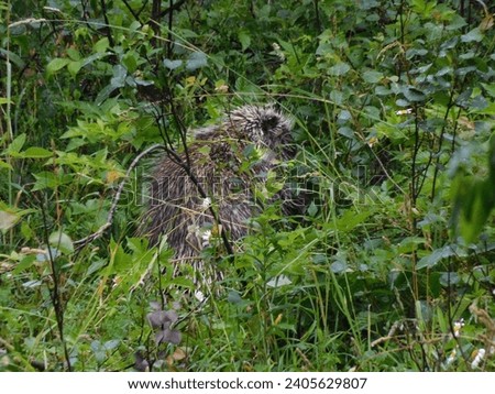 common porcupine somewhere in pennsylvania
