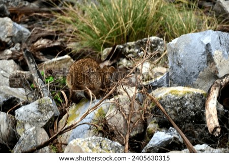 A Wildlife photograph of an Eastern Cottontail Rabbit created at Kissimmee, Florida's Lakefront Park. It was at the edge of Lake Tohopekaliga and might be a Marsh Rabbit.  Royalty-Free Stock Photo #2405630315