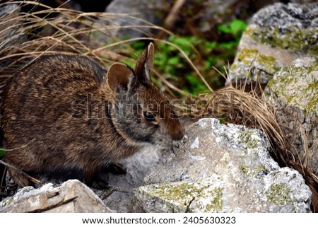 A Wildlife photograph of an Eastern Cottontail Rabbit created at Kissimmee, Florida's Lakefront Park. It was at the edge of Lake Tohopekaliga and might be a Marsh Rabbit.  Royalty-Free Stock Photo #2405630323
