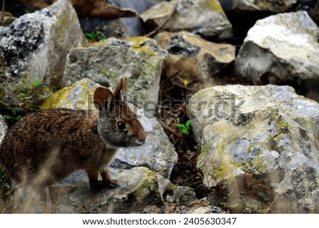 A Wildlife photograph of an Eastern Cottontail Rabbit created at Kissimmee, Florida's Lakefront Park. It was at the edge of Lake Tohopekaliga and might be a Marsh Rabbit.  Royalty-Free Stock Photo #2405630347