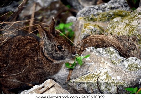 A Wildlife photograph of an Eastern Cottontail Rabbit created at Kissimmee, Florida's Lakefront Park. It was at the edge of Lake Tohopekaliga and might be a Marsh Rabbit.  Royalty-Free Stock Photo #2405630359