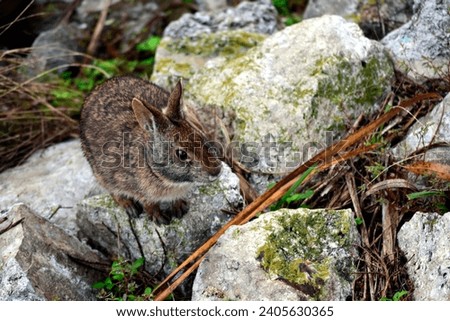 A Wildlife photograph of an Eastern Cottontail Rabbit created at Kissimmee, Florida's Lakefront Park. It was at the edge of Lake Tohopekaliga and might be a Marsh Rabbit.  Royalty-Free Stock Photo #2405630365
