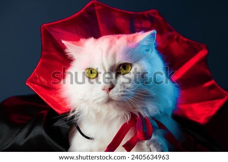 White fluffy cat in Count Dracula vampire costume mantle on black studio background. Halloween concept, party, cosplay 