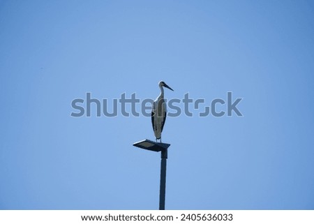 Young beautiful stork standing on large pole in bright blue sky looking lonely. Panoramic photography of ornithology. Wild animal. Storks symbol for newborn baby. Large bird with beak, feather, wings.