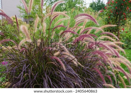 A mystical inviting garden with beautiful purple fountain grass, pennisetum, arcing spikes of nodding purplish flowers that gracefully spray out of its mass of long, slender, burgundy-colored leaves.  Royalty-Free Stock Photo #2405640863