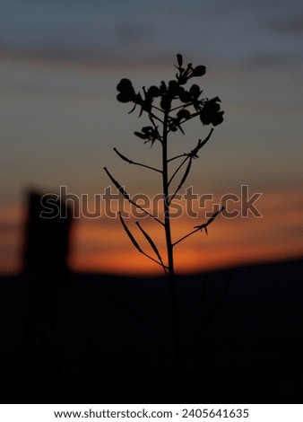 Flower silhouette with sunset in the background