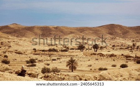 Nature background of scenery Sahara desert with sandy dunes vegetation trees sunny day, panoramic view. Photo of desert sands hills, blue sky. Sahara, Tozeur city, Tunisia, Africa. Copy ad text space