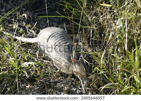 Armadillo in Florida habitat, adorable, scurrying around in the brush Royalty-Free Stock Photo #2405646057