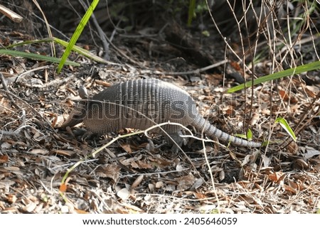 Armadillo in Florida habitat, adorable, scurrying around in the brush Royalty-Free Stock Photo #2405646059