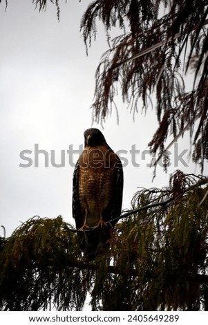 A Wildlife Photograph of a Red-Shouldered Hawk (Buteo lineatus) Perched in a Cypress Tree At Lake Tohopekaliga In Kissimmee, Florida. I created this photo on December 26,2023. 