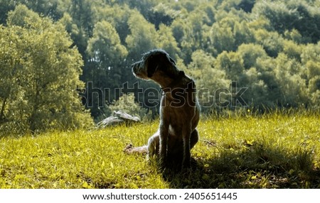 A dog sitting on a green mountain meadow.