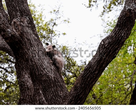 Virginia Opossum Climbs an Oak Tree in Georgetown Texas during the day