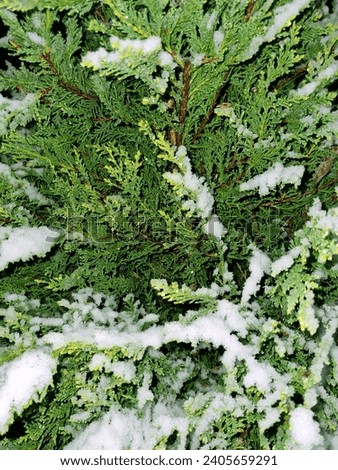 Beautiful, fresh spruce branch under the snow