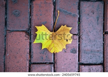 yellow autumn leaf lies on a brick pavement. Close-up for background.