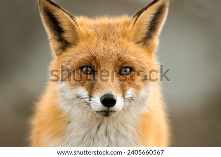 Beautiful Red Fox Face Close Up in A Natural Background in A National Park
