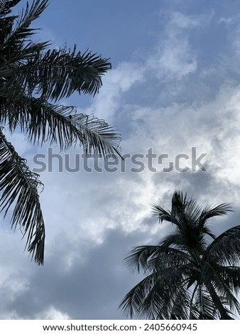 Palm tree, tropical, summer, sky, blue, green, nature, outdoor, outside, cloud, greenery, view scenery, relax, picture, sun