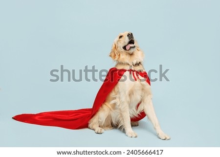Full body adorable golden retriever Labrador dog wearing red super hero suit pov defend look aside isolated on plain pastel light blue color wall background studio. Pet supernatural abilities concept