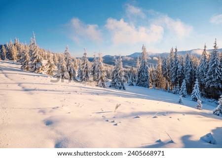 Gorgeous view of snow-capped spruces on a frosty day glowing by sunlight. Location place Carpathian mountains, Ukraine, Europe. Photo wallpapers. Happy New Year concept. Discover the beauty of world.
