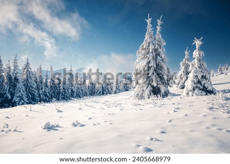 Incredible snowy fir trees on a frosty day after a heavy snowfall. Location place Carpathian mountains, Ukraine, Europe. Tourism concept. Photo wallpapers. Happy New Year! Explore the beauty of earth.