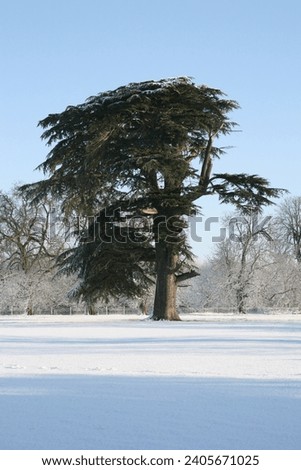 Cedar tree in the snow in english parkland