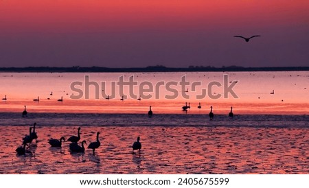 The silhouette of flocks of swans on the beach before sunrise