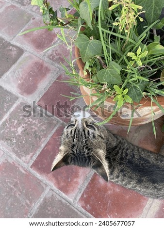 Picture of a beautiful gray cat smelling a plant