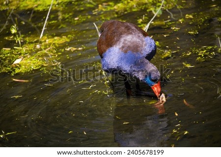 A brilliantly feathered Purple swamp hen porphyria porphyria standing in the shallow lake is getting roots to eat at Dalyellup Lakes, Western Australia in mid -summer.