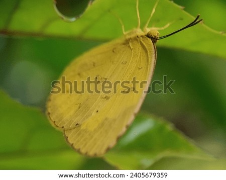 Eurema hecabe, the common grass yellow, is a small pierid butterfly species found in Asia, Africa and Australia. They are found flying close to the ground and are found in open grass habitats.