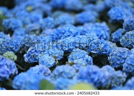 A closeup shot of violet, yellow, white large-leaved hydrangea flowers growing in the garden. The flowers of  hydrangea act as natural pH indicators, sporting blue flowers when the soil is acidic.