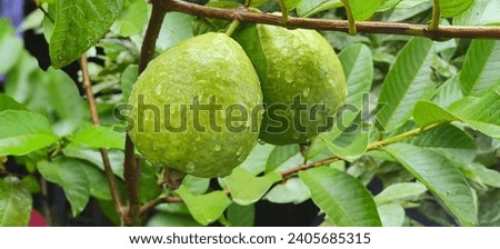 a picture of a green guava that is wet from rain in the morning