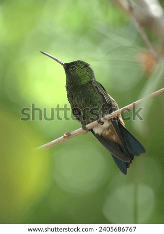 A beautiful hummingbird waiting to have its photo taken