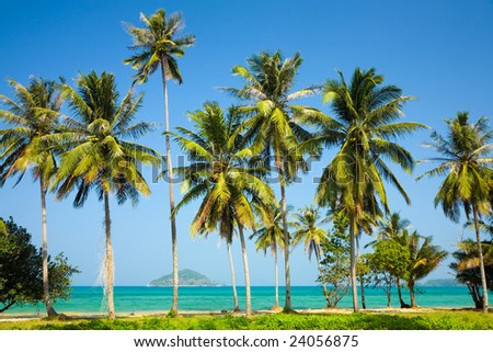 Photo of palm trees on an ocean coast, Thailand, island Ko Mak