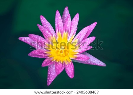 The beauty of the lotus with the cool dew in the morning