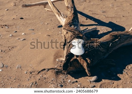 view of a pair of intact white shell left on a tree on a beach on a sunny summer day Royalty-Free Stock Photo #2405688679