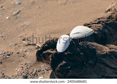 view of a pair of intact white shell left on a tree on a beach on a sunny day Royalty-Free Stock Photo #2405688681