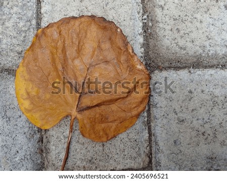Dried leaves that are shaped like flower petals laid on paving floor. Beautiful plum aralia leaves. Dry leaves as background. Top view.
