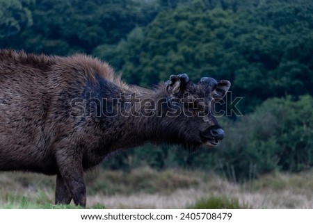 A close up picture of a sambar deer in the Sri Lankan wilds, stock photo
