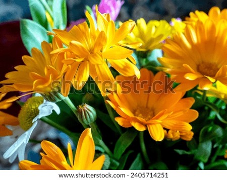 a bright beautiful multicolored bouquet of calendula and asters