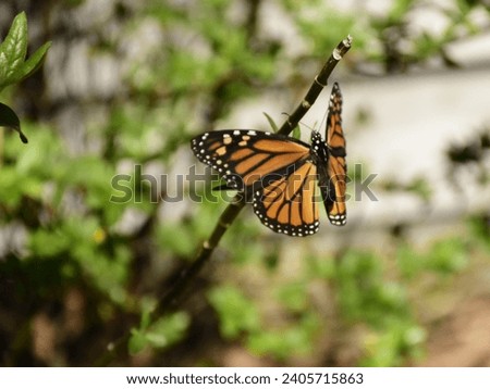 A butterfly photograph that I created on December 27,2023 at the Peghorn Nature Park in Saint Cloud, Florida. The Monarch Butterfly is probably the best known Butterfly in America. 