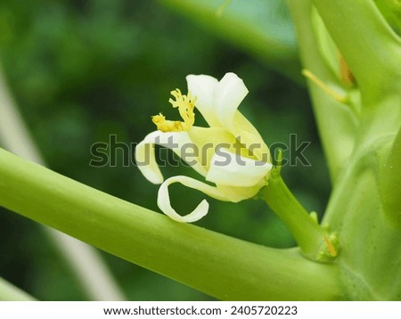 The picture of the papaya blossoms reveals A small papaya fruit inside
