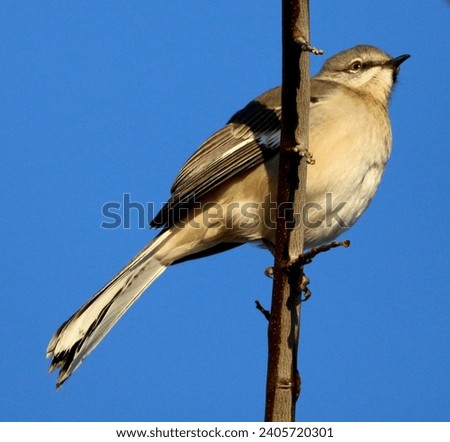 A Mockingbird on a Branch